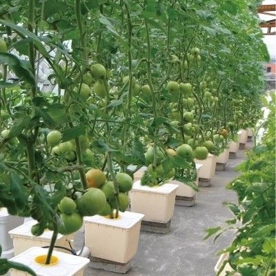 Dutch Bucket Hydroponics für den Anbau von Gewächshauspflanzen