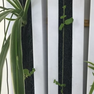 Zipgrow Hydroponic Vertical Farming Towergarden einfach zu bedienen