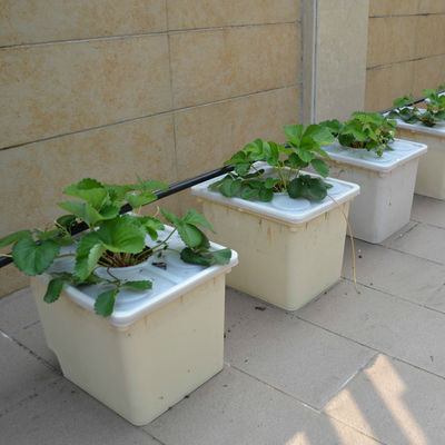 Dutch Bucket Hydroponics für den Anbau von Gewächshauspflanzen