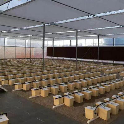 Dutch Bucket Hydroponics für den Anbau von Gewächshauspflanzen