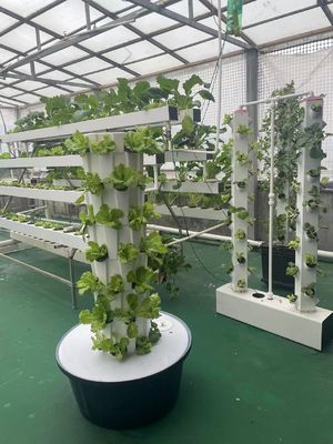 6/8/10/12 Schichten Ananas Gewächshaus Turm Automatisches Hydroponisches System im Innenraum