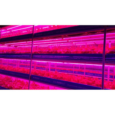 Gewächshauslandwirtschaft Iot vertikale Fabrik für die moderne Landwirtschaft