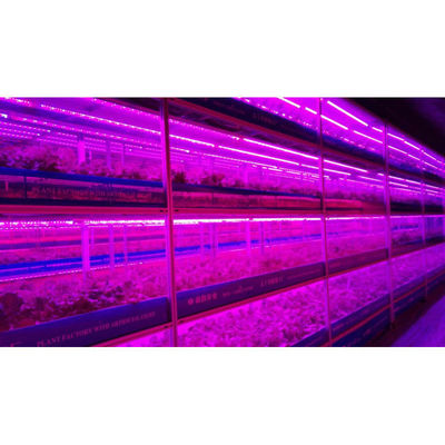 Gewächshauslandwirtschaft Iot vertikale Fabrik für die moderne Landwirtschaft
