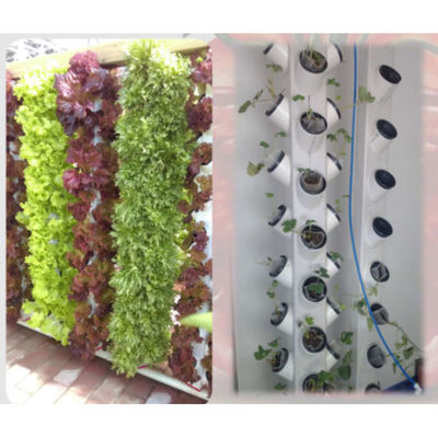 Hydroponische Anbausysteme im neuen Stil