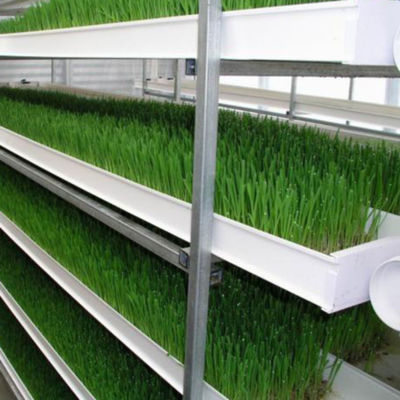 Automatisches vertikales Kornfuttersystem Grasfutter hydroponisch