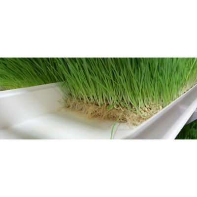 Automatisches vertikales Kornfuttersystem Grasfutter hydroponisch