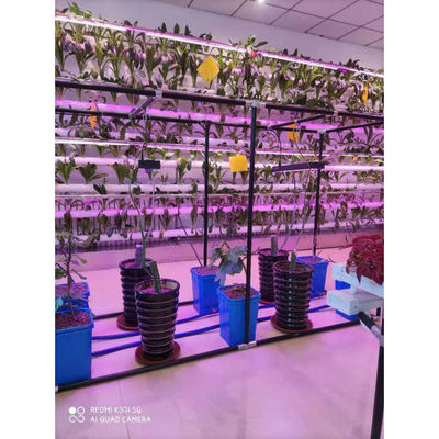 Nachhaltige Beige Dutch Bucket Hydroponics System Landwirtschaftliche