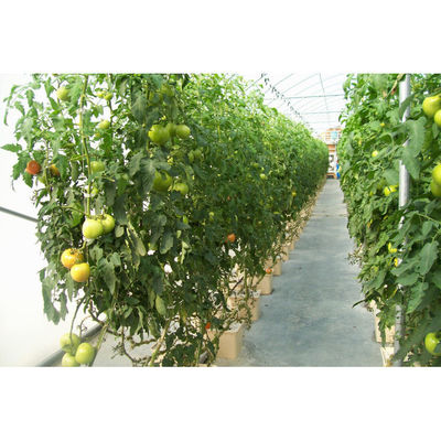 Nachhaltige Beige Dutch Bucket Hydroponics System Landwirtschaftliche
