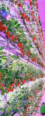 Weiße Lebensmittelpflanzungen Pvc Erdbeer vertikaler Anbausystem für Früchte