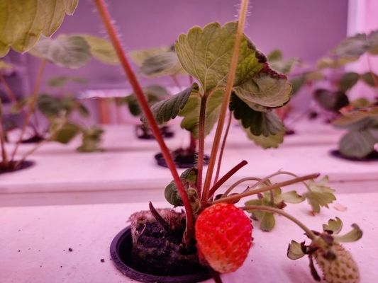 Erdbeeren vertikaler Anbausystem für Früchte Weiße Lebensmittelqualität Pflanzung PVC