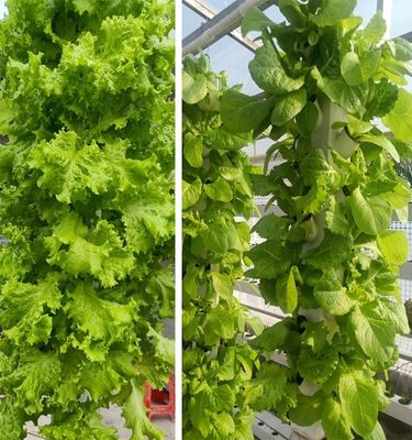 Intelligente Hydroponik Vertikale Gartenpflanzung Kräuterpflanzen NFT Anbausystem