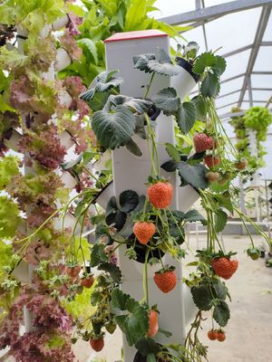 Intelligente Hydroponik Vertikale Gartenpflanzung Kräuterpflanzen NFT Anbausystem