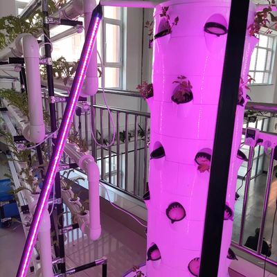 Hydroponisches System Aerpetta Erdbeeren und Blattgemüse Rotation mit Lichtern