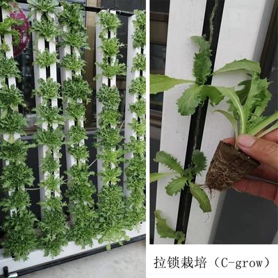 Zipgrow Hydroponic Indoor Garden Plant Hydroponisches System mit LED-Licht